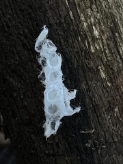 Tremella fuciformis
