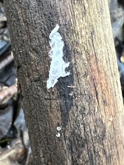 Tremella fuciformis
