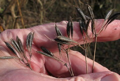 Osmorhiza longistylis