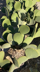 Opuntia microdasys