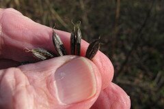Osmorhiza longistylis