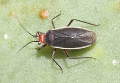 Hesperolabops gelastops