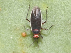 Hesperolabops gelastops