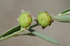 Phyllanthus polygonoides