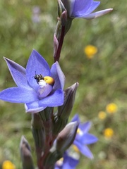 Thelymitra arenaria