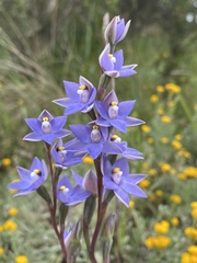Thelymitra arenaria