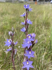 Thelymitra arenaria