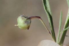 Phyllanthus polygonoides
