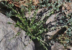 Phyllanthus polygonoides