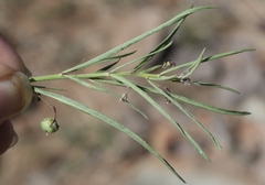 Phyllanthus polygonoides