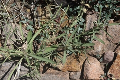 Pombalia verticillata