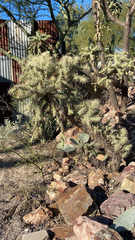 Cylindropuntia fulgida