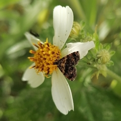Choreutis