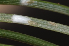 Chionaspis pinifoliae