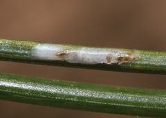 Chionaspis pinifoliae