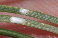 Chionaspis pinifoliae