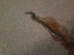 Annelida