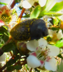 Stigmodera macularia