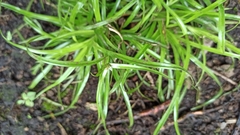 Rhynchospora nervosa