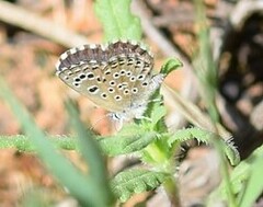 Pseudophilotes abencerragus