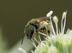 Halictus kessleri