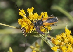 Crossidius pulchellus