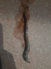Annelida