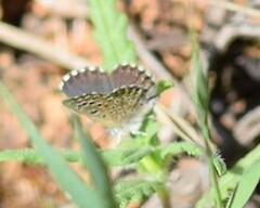 Pseudophilotes abencerragus