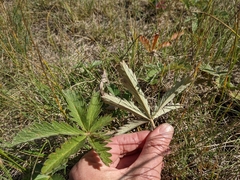 Potentilla gracilis fastigiata