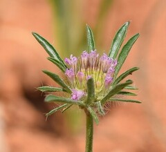 Lomelosia stellata