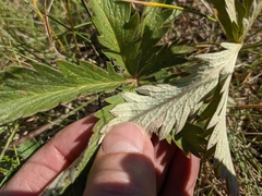 Potentilla gracilis fastigiata