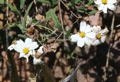 Melampodium leucanthum