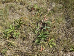 Potentilla gracilis fastigiata