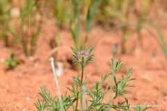 Lomelosia stellata