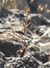Silene sclerocarpa
