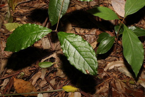 Image of Palmeria racemosa by (c) Greg Tasney, some rights reserved (CC BY-SA)