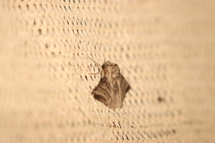 Hypobapta diffundens