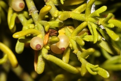 Phoradendron hawksworthii