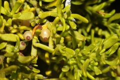 Phoradendron hawksworthii