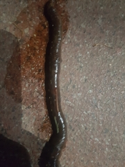 Annelida