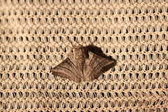 Hypobapta diffundens