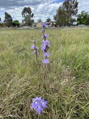 Thelymitra arenaria