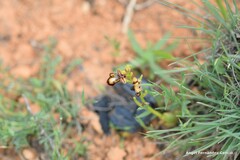Ophrys speculum