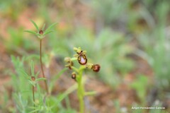 Ophrys speculum