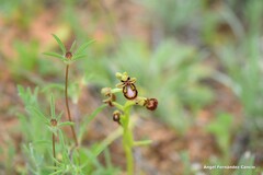 Ophrys speculum