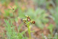 Ophrys speculum
