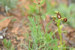 Ophrys speculum