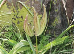 Asclepias asperula