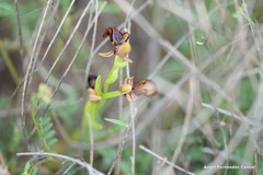 Ophrys speculum
