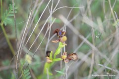 Ophrys speculum